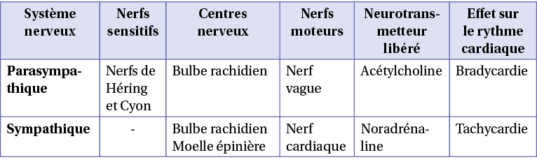 Fiche explicative de la leçon : Régulation du rythme cardiaque