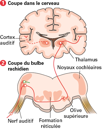 De l'oreille au cerveau - digiSchool