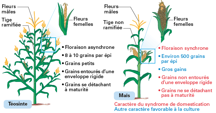 L'origine botanique du maïs. Comment l'homme a utilisé cette biodiversité  pour créer le maïs à partir de la téosinte. - Pro Maïs