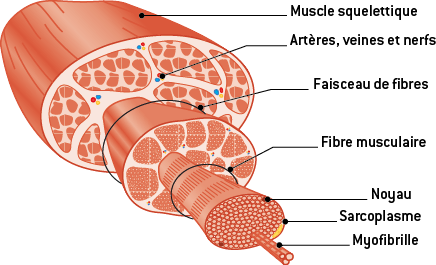Les muscles squelettiques