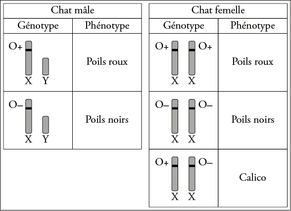 Les Chats Calico Corrige