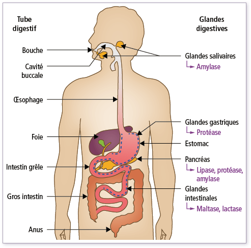 Digestion : définition, humaine, durée, étapes