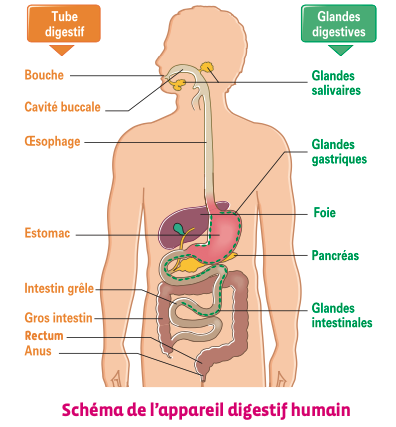 Les processus de la digestion - digiSchool