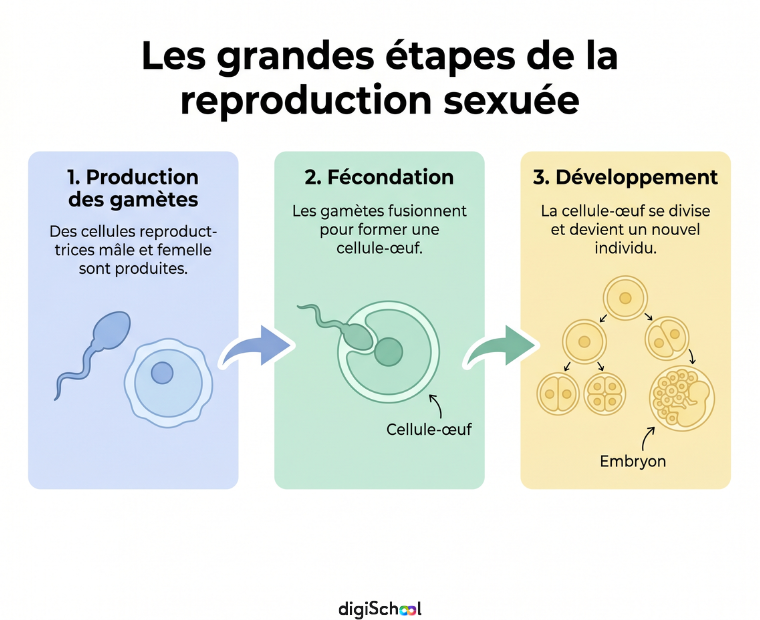 La reproduction sexuée chez les êtres vivants - digiSchool